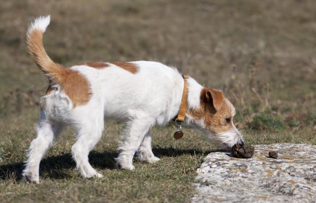 куче мръсно