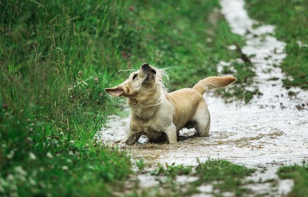 куче мръсно