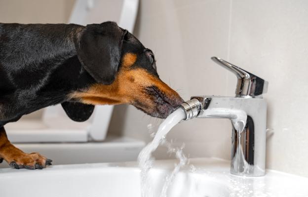 куче пие мръсна вода