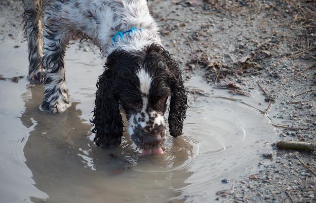 куче пие мръсна вода