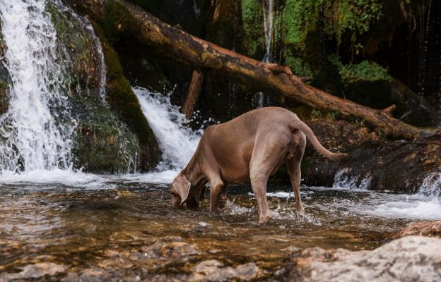 куче миризма проследяване