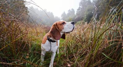 куче миризма проследяване