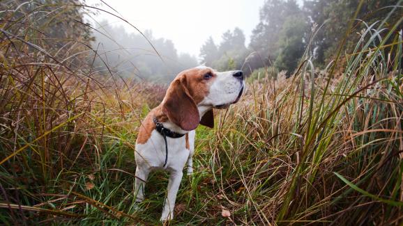 11 породи кучета с естествен талант за проследяване на миризми