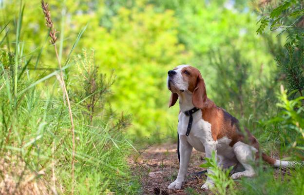 куче миризма проследяване