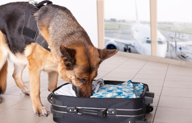 куче миризма проследяване