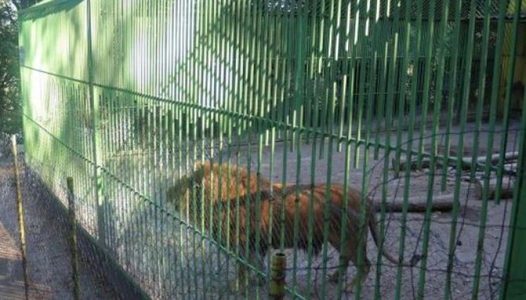 лъвицата ели