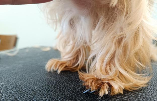 куче враснали нокти