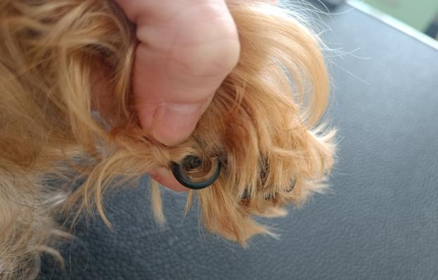 куче враснали нокти