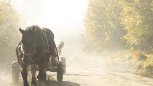 кон с каруца