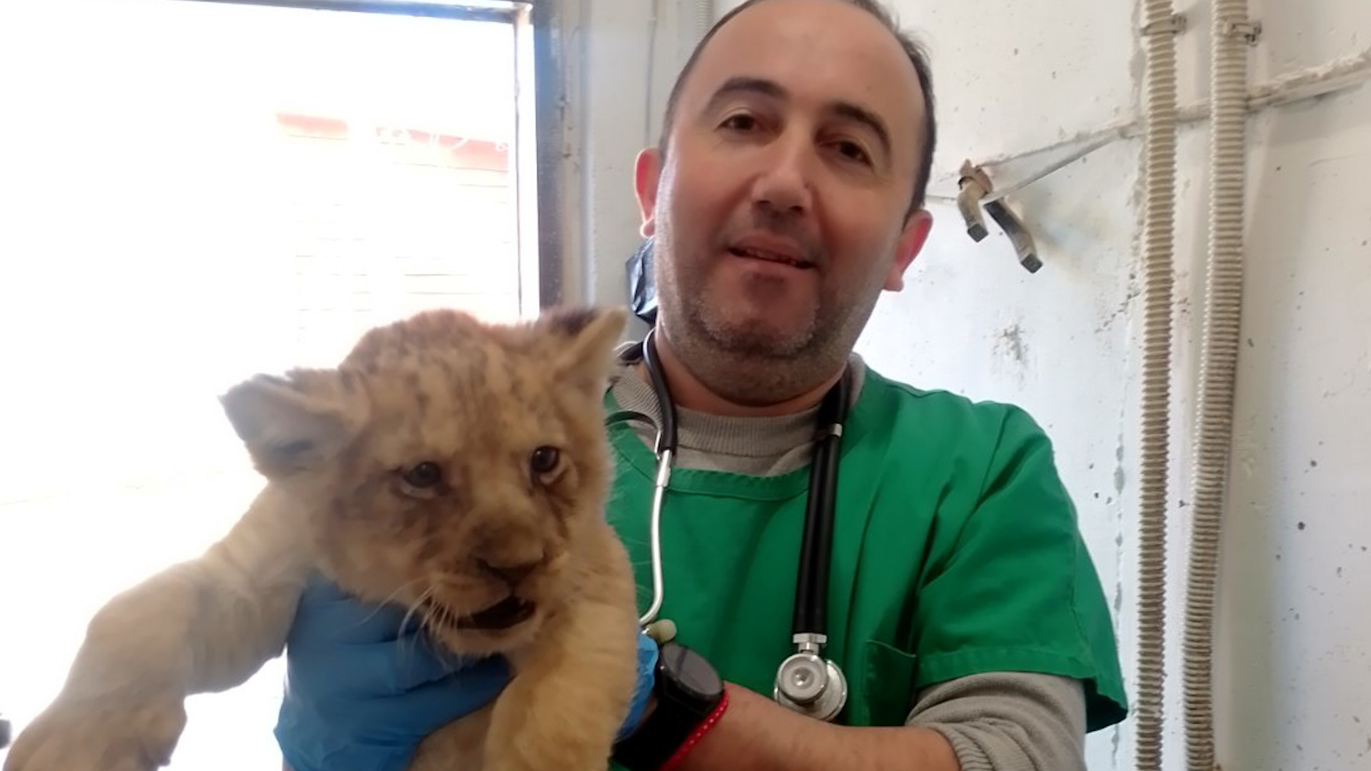 Три малки лъвчета в Зоопарк Стара Загора