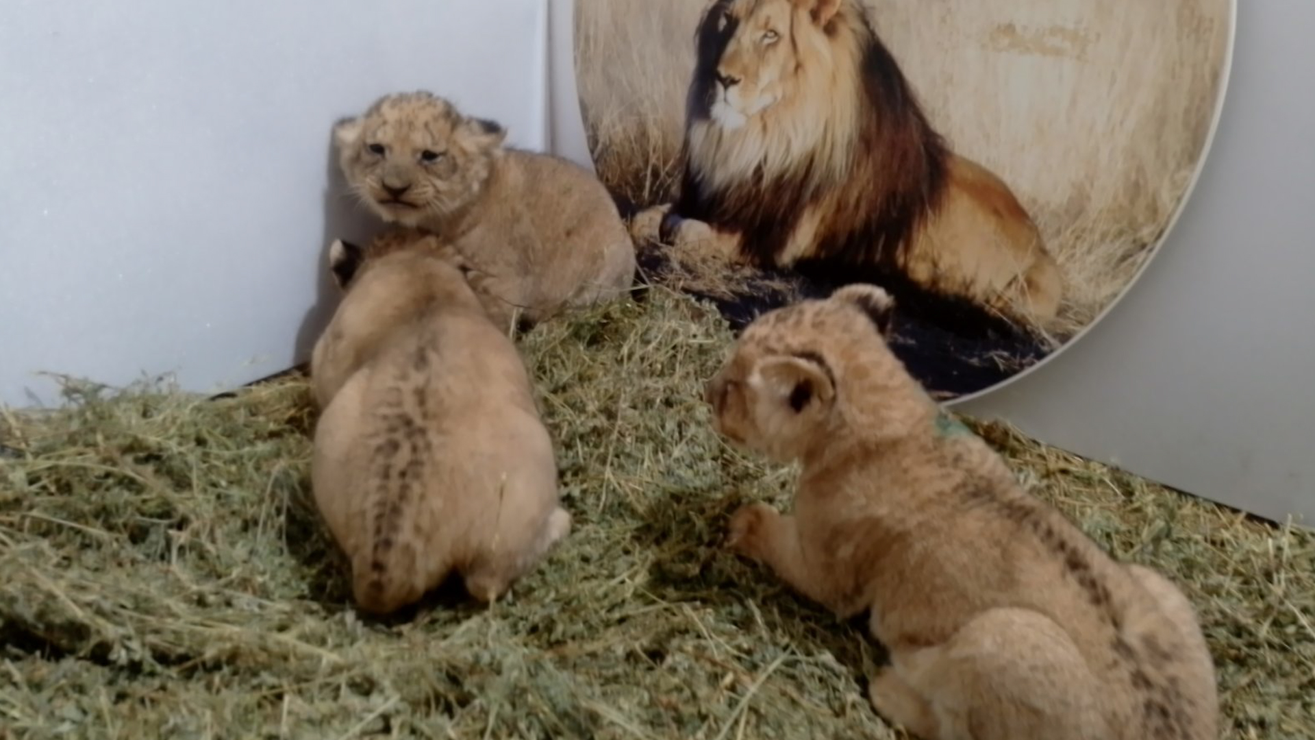 Три малки лъвчета в Зоопарк Стара Загора