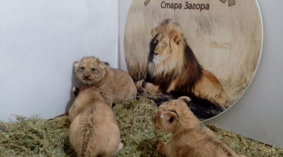 Голяма радост за лъвското семейство Елза и Лео: Царството им порасна с три бебета (СНИМКИ/ВИДЕО)