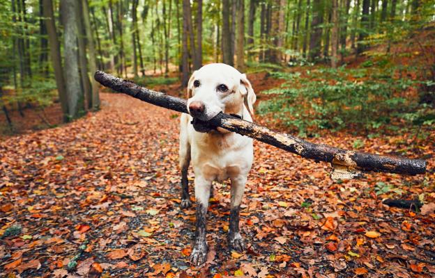 куче пръчка