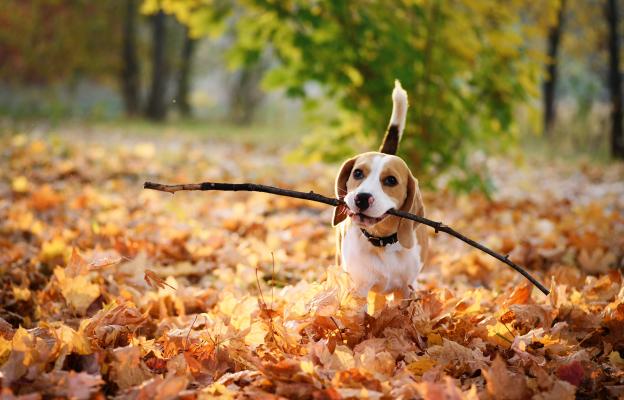 куче пръчка