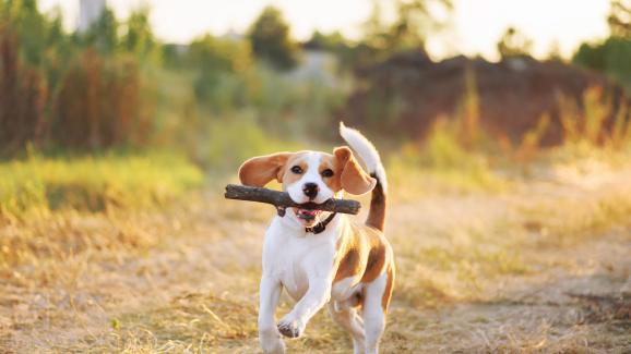 Защо кучетата обичат да носят пръчки