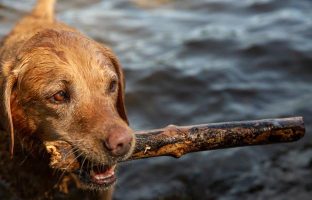 куче пръчка