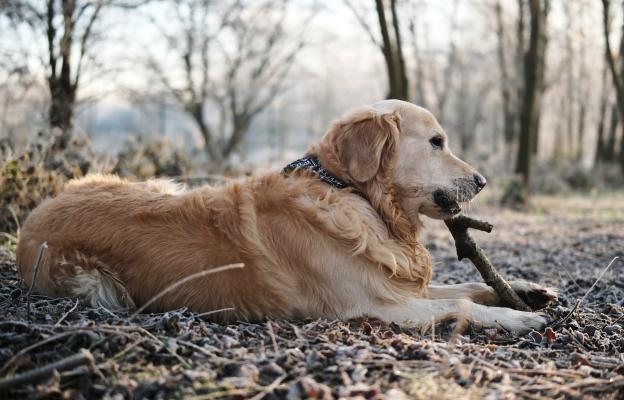 куче пръчка