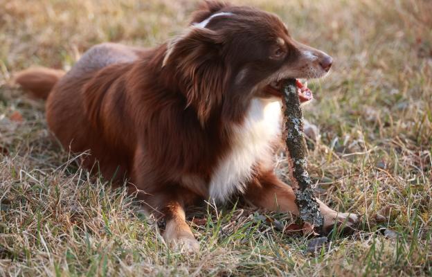 куче пръчка