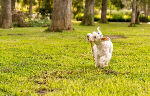 куче пръчка
