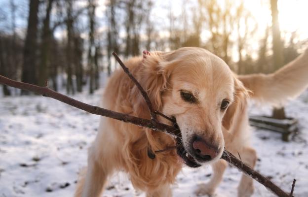куче пръчка