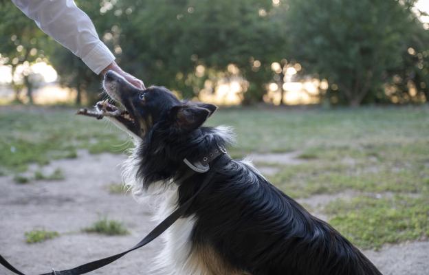 куче пръчка