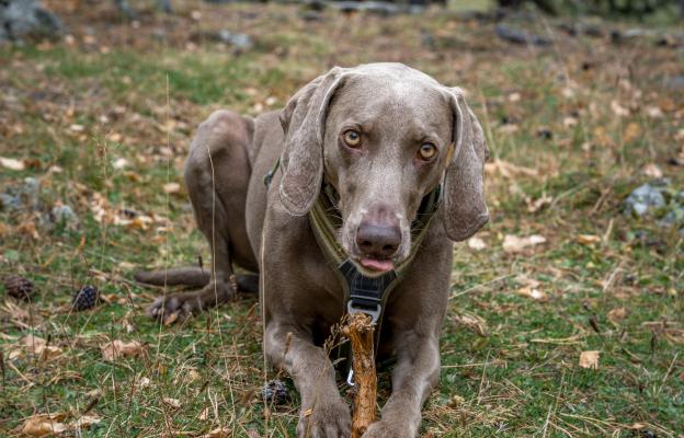 куче пръчка