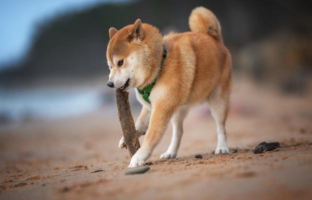 куче пръчка