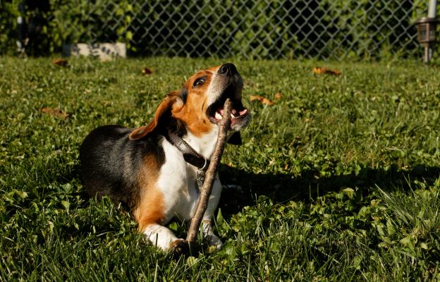 куче пръчка