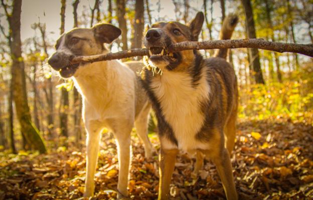 куче пръчка