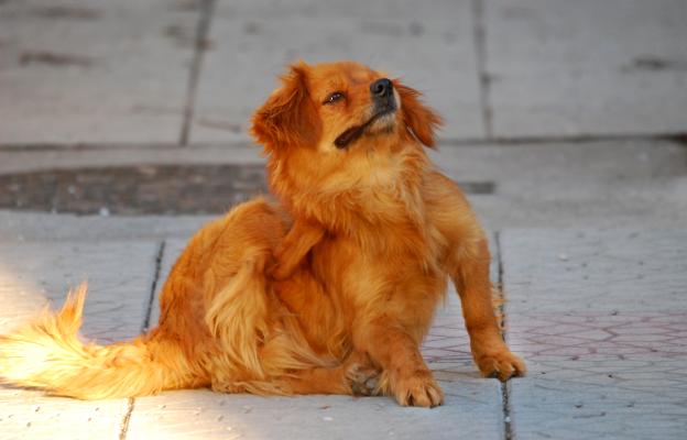 куче сърбеж