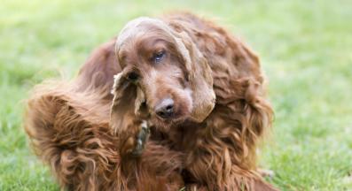 куче сърбеж