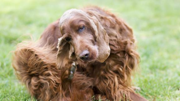 6 естествени начина за облекчаване на сърбеж при кучето