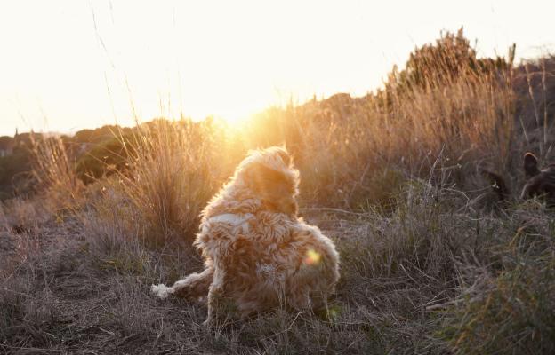 куче сърбеж