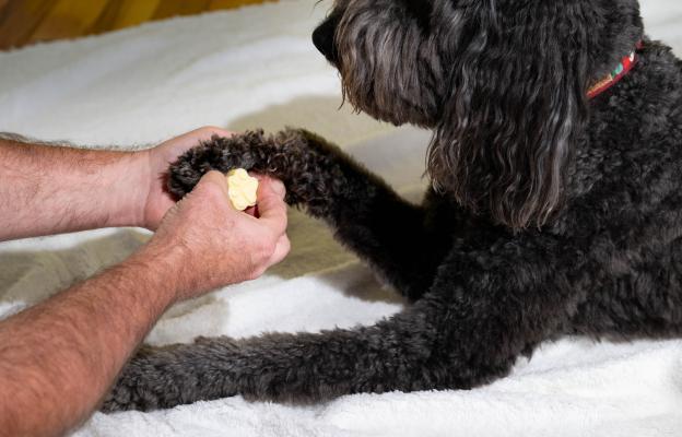 куче суха кожа