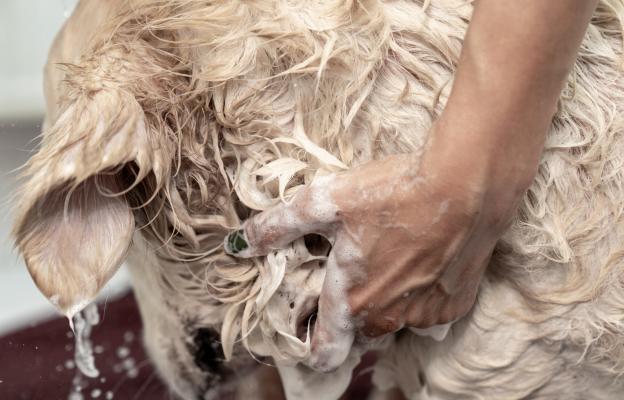 куче суха кожа