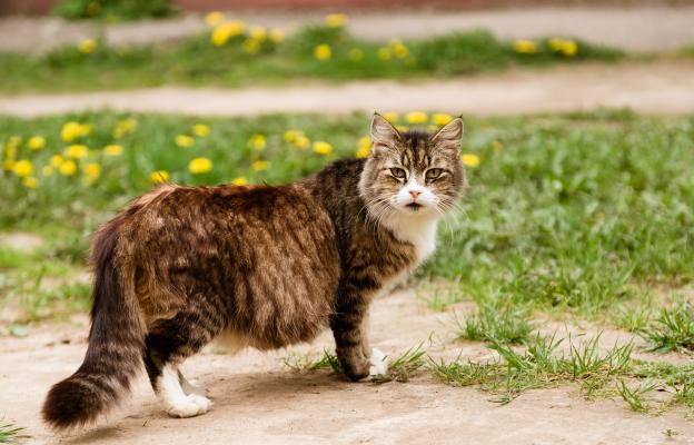 бременна котка