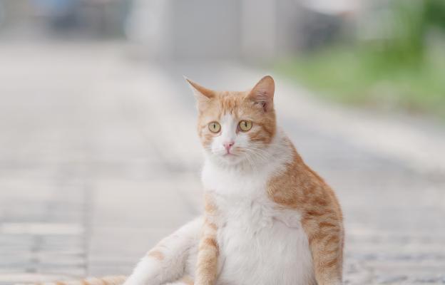 бременна котка