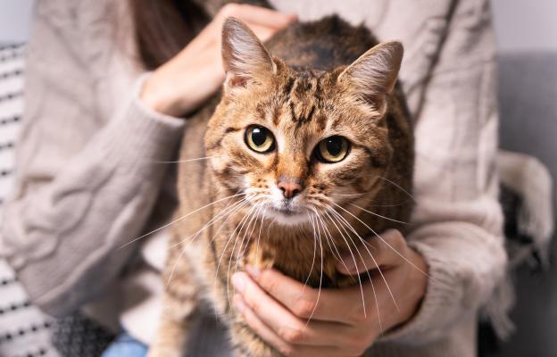 бременна котка