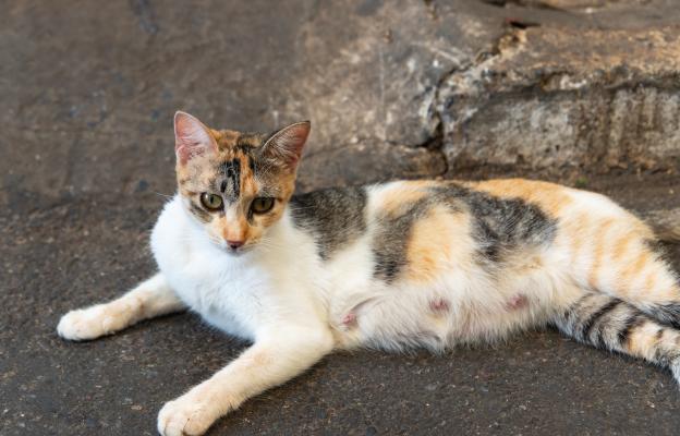 бременна котка