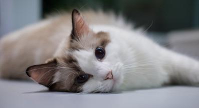 бременна котка