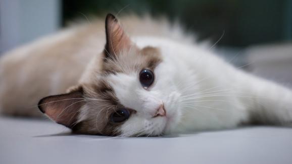 бременна котка