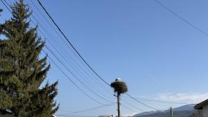 Щъркел село Доспей