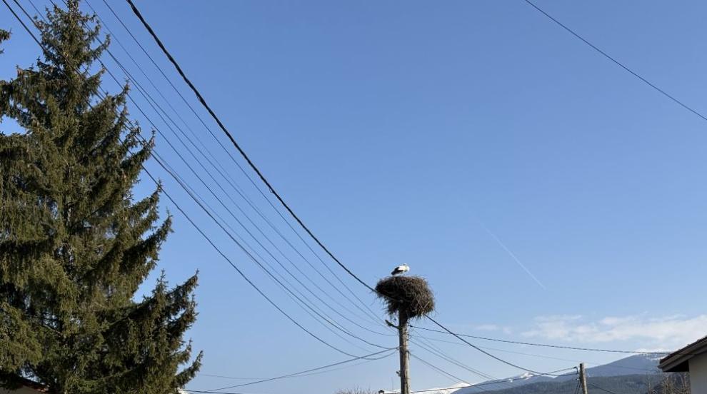 Първите щъркели долетяха в село Доспей