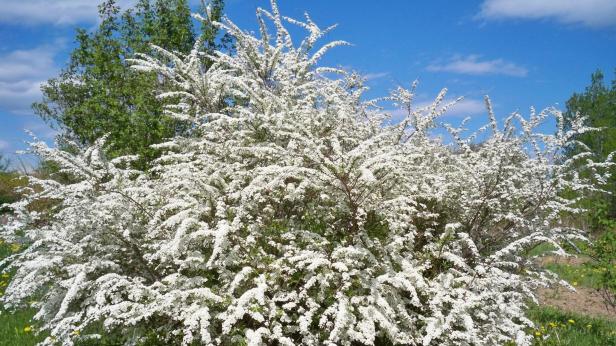 2888 живи букета за 8 март