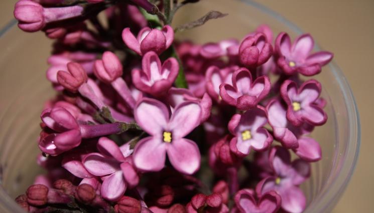 люляк - Научен пробив   Фермерите могат да печелят от люлякови градини