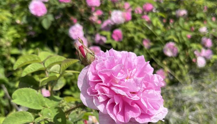 Вино - Вино с розова вода и гюловица: Бутилират еликсири по рецепта на Каравелов