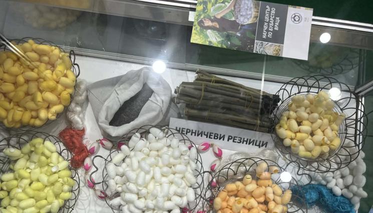 буби - От 1 април Научен център по бубарство във Враца:  Продават семе, изкупуват пашкули за 12 евро/кг