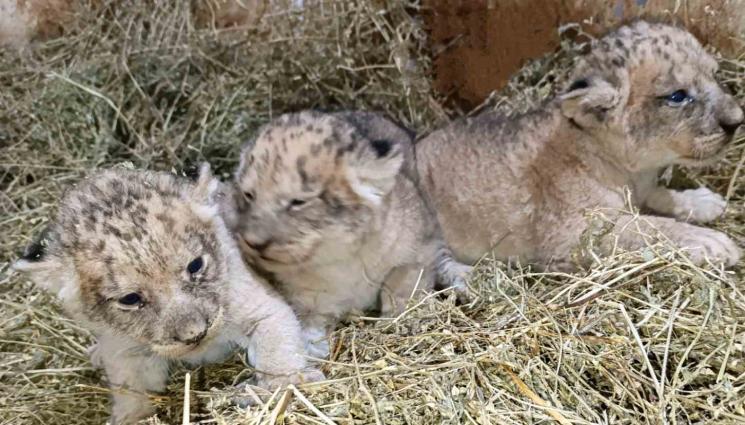 с - Търсят имена за трите новородени лъвчета в Стара Загора!