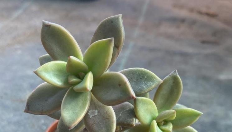 цветя - Събуждаме цветята от зимен сън: Поливаме стайните растения по-често с по-малко вода