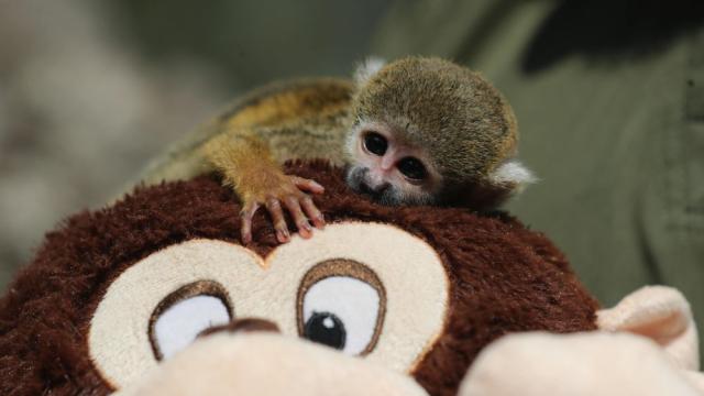 Пънч – отхвърленото от майка си и от групата макаче, което трогна света